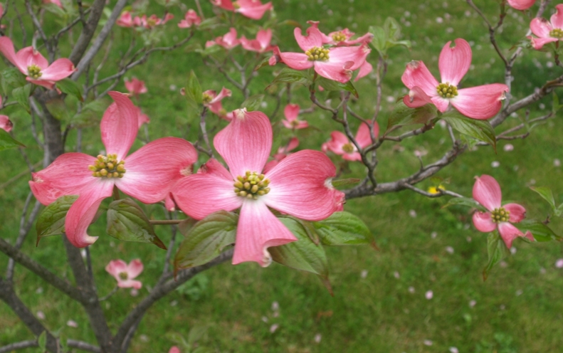 Cornus Florida